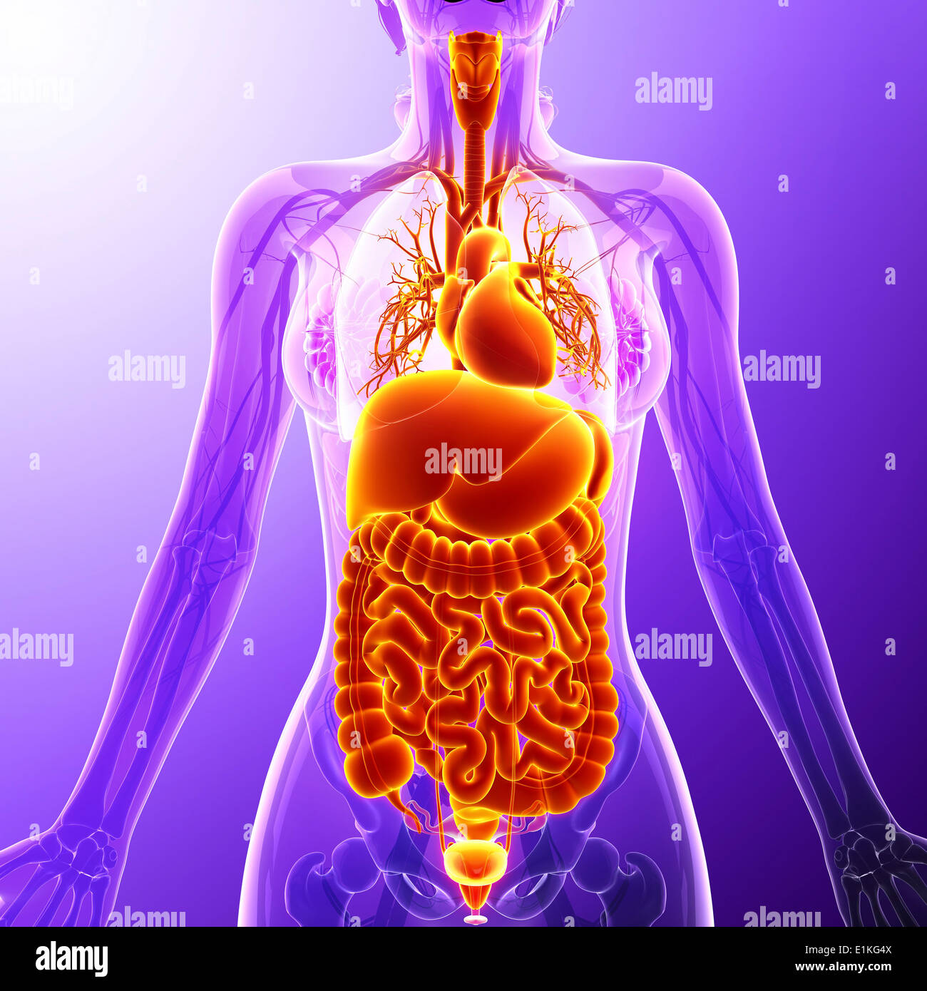 Human organi interni computer grafica. Foto Stock