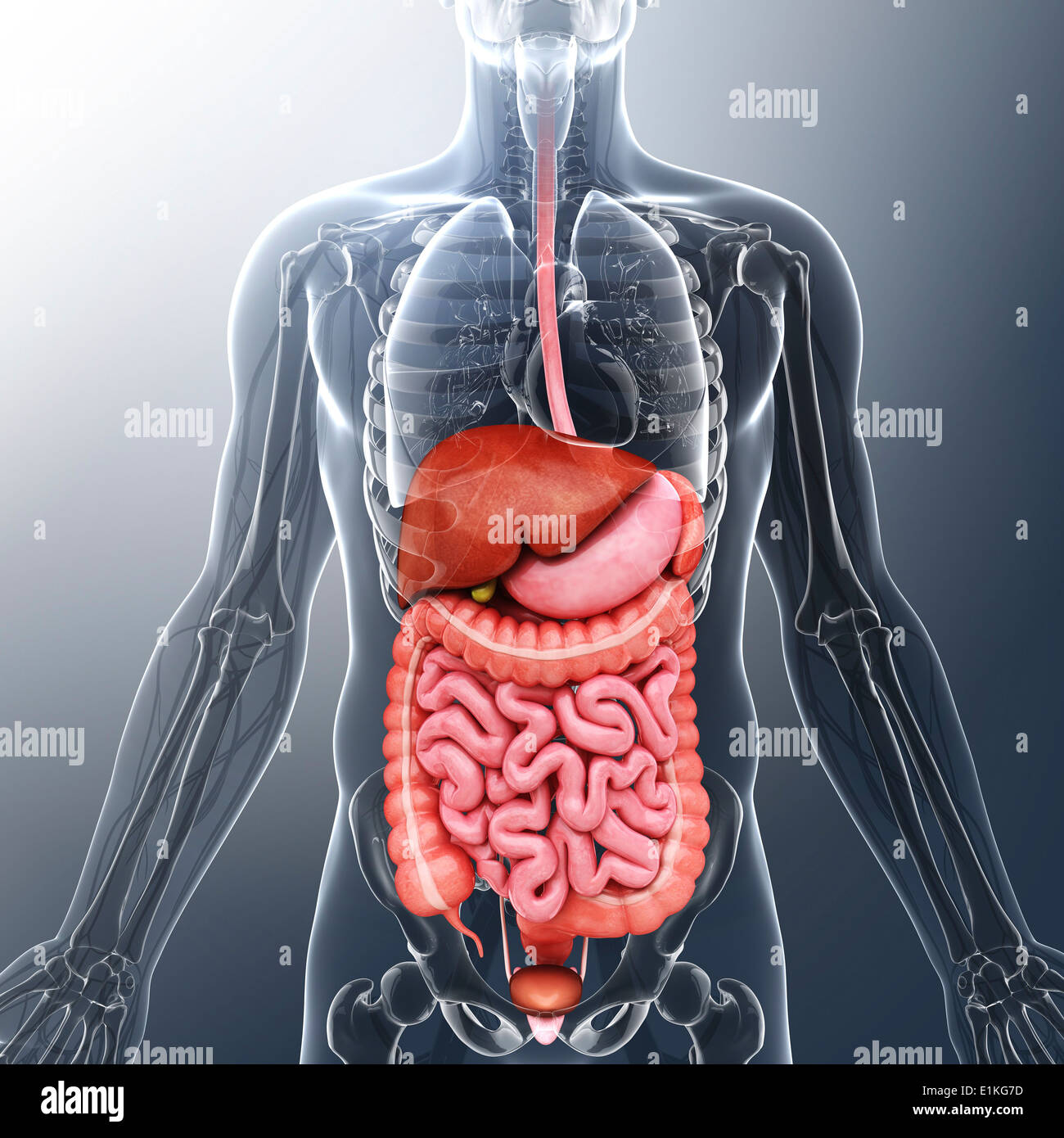 Human organi interni computer grafica. Foto Stock