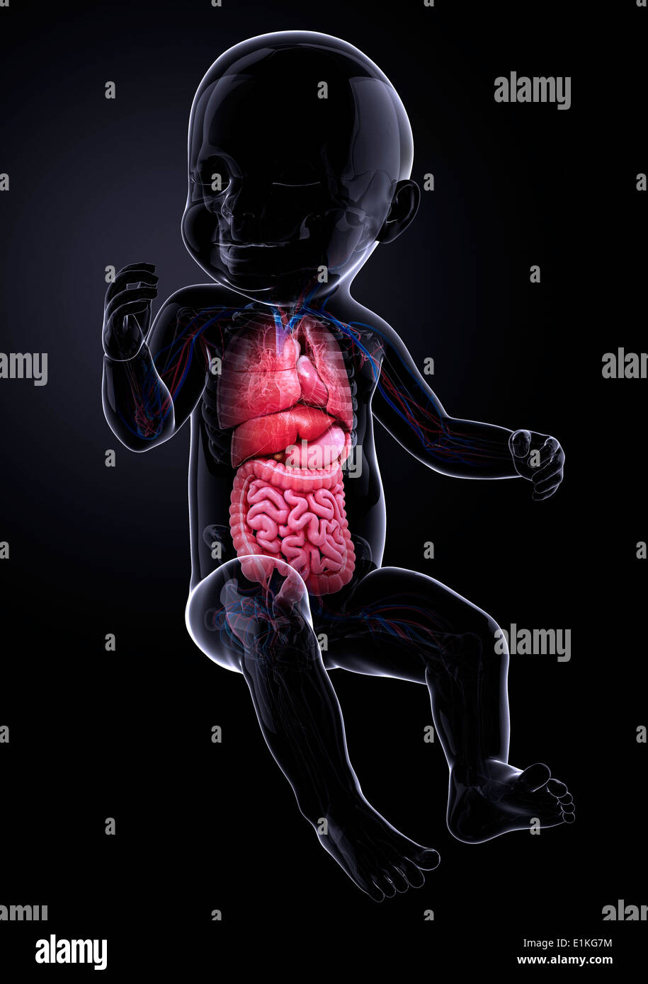 Bimbo di organi interni computer grafica. Foto Stock
