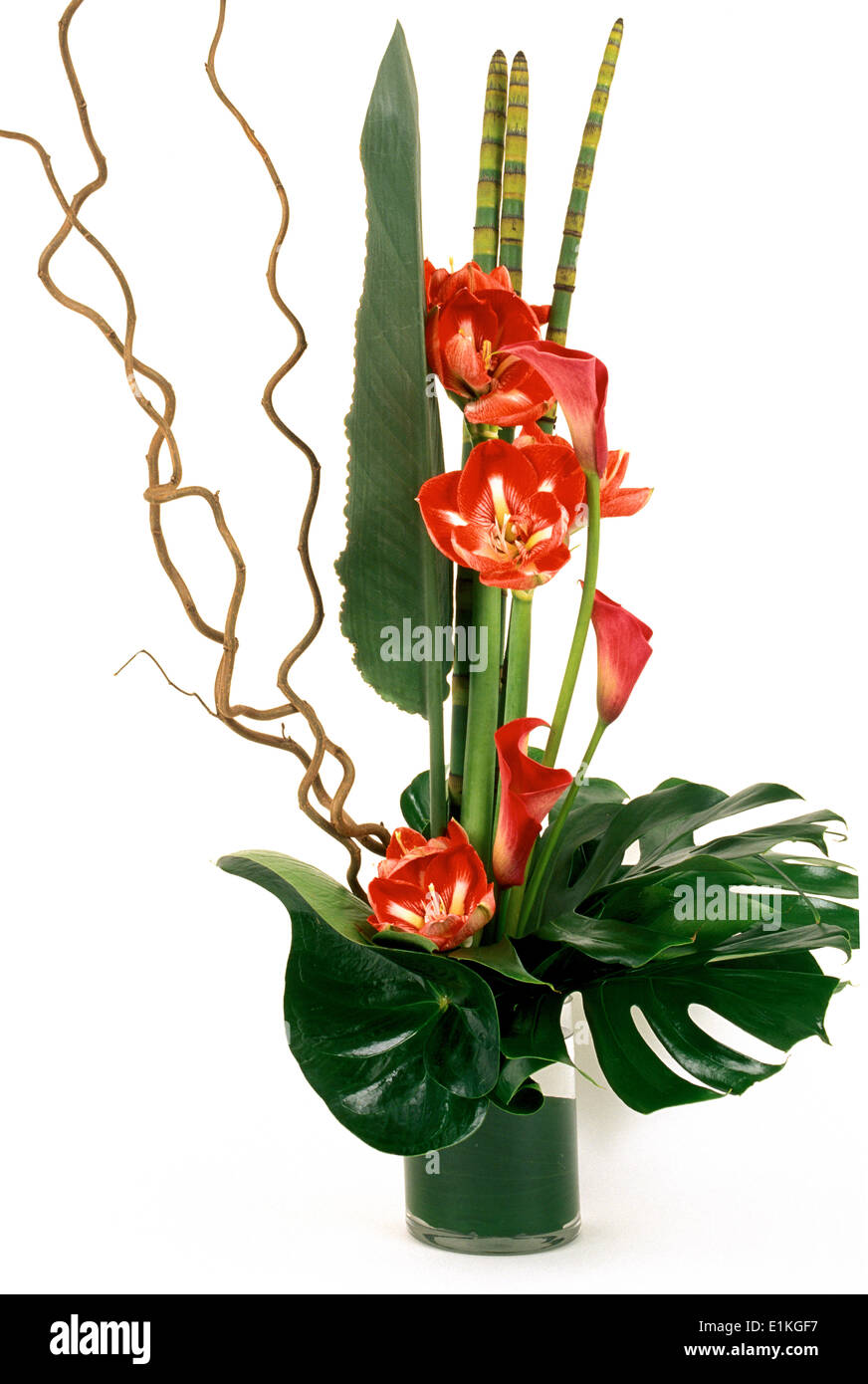 Amaryllis floreale Foto Stock