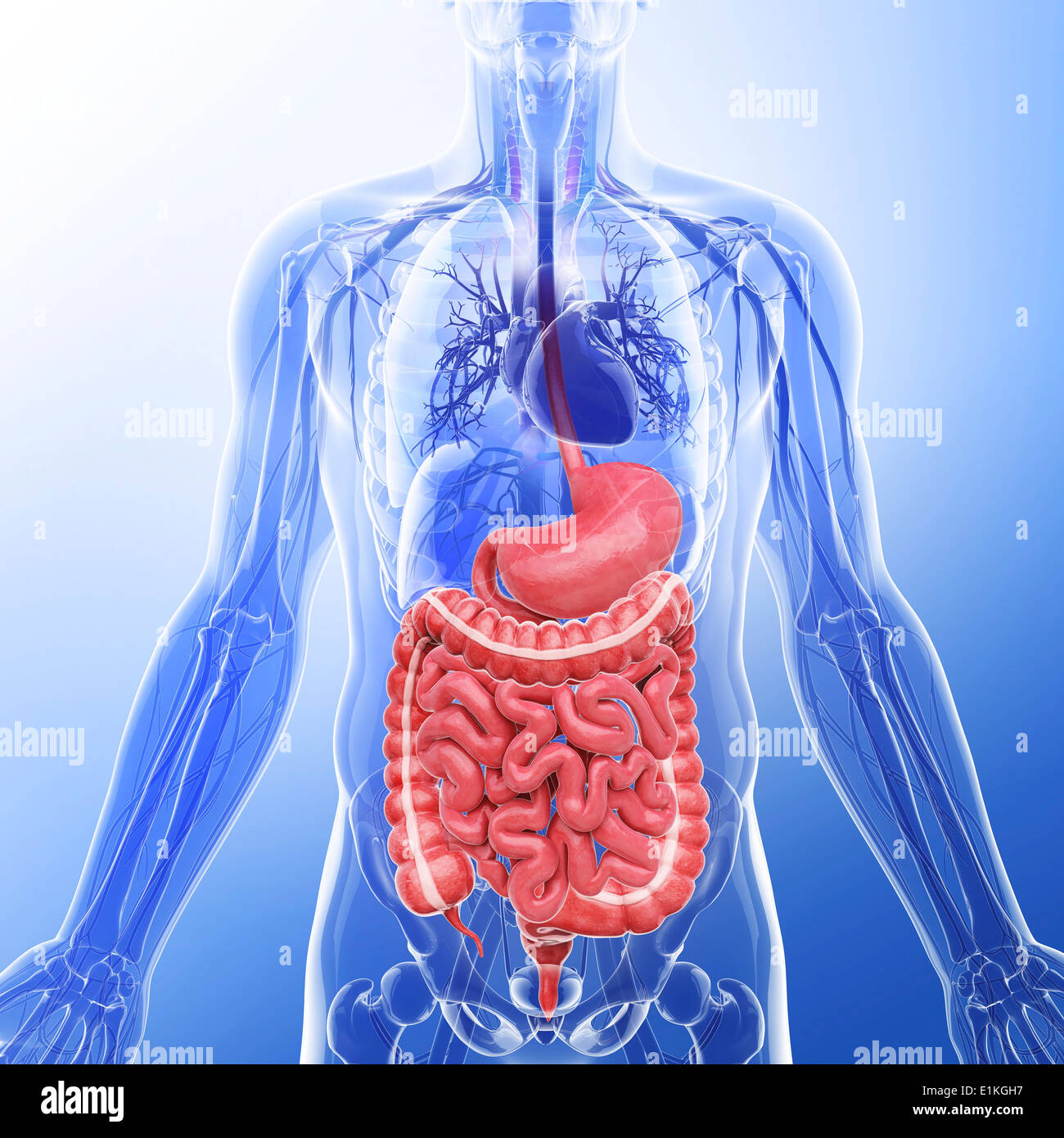 Human organi interni computer grafica. Foto Stock