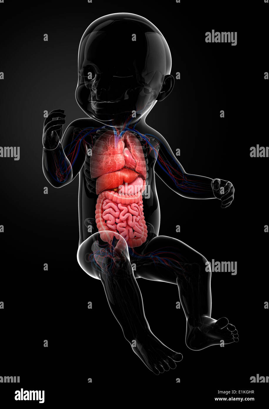 Bimbo di organi interni computer grafica. Foto Stock