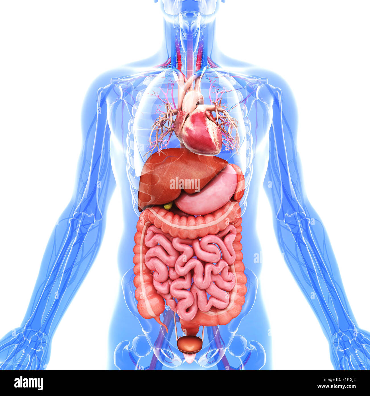 Human organi interni computer grafica. Foto Stock