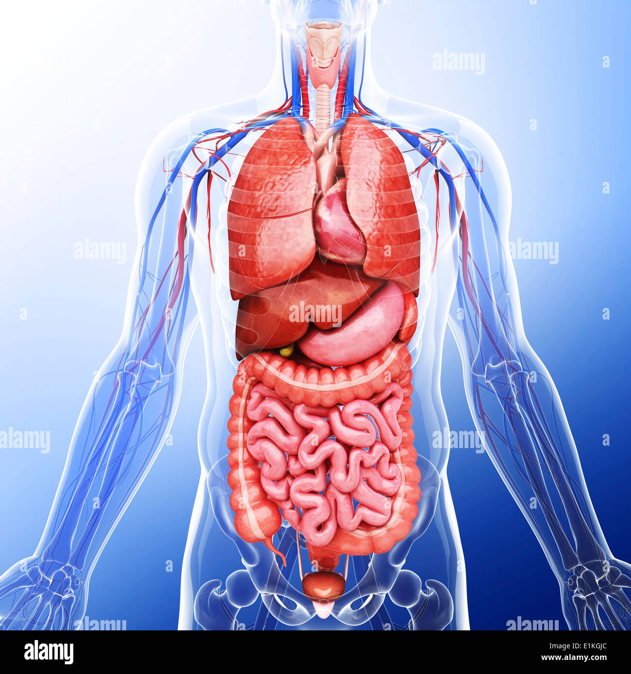 Human organi interni computer grafica. Foto Stock