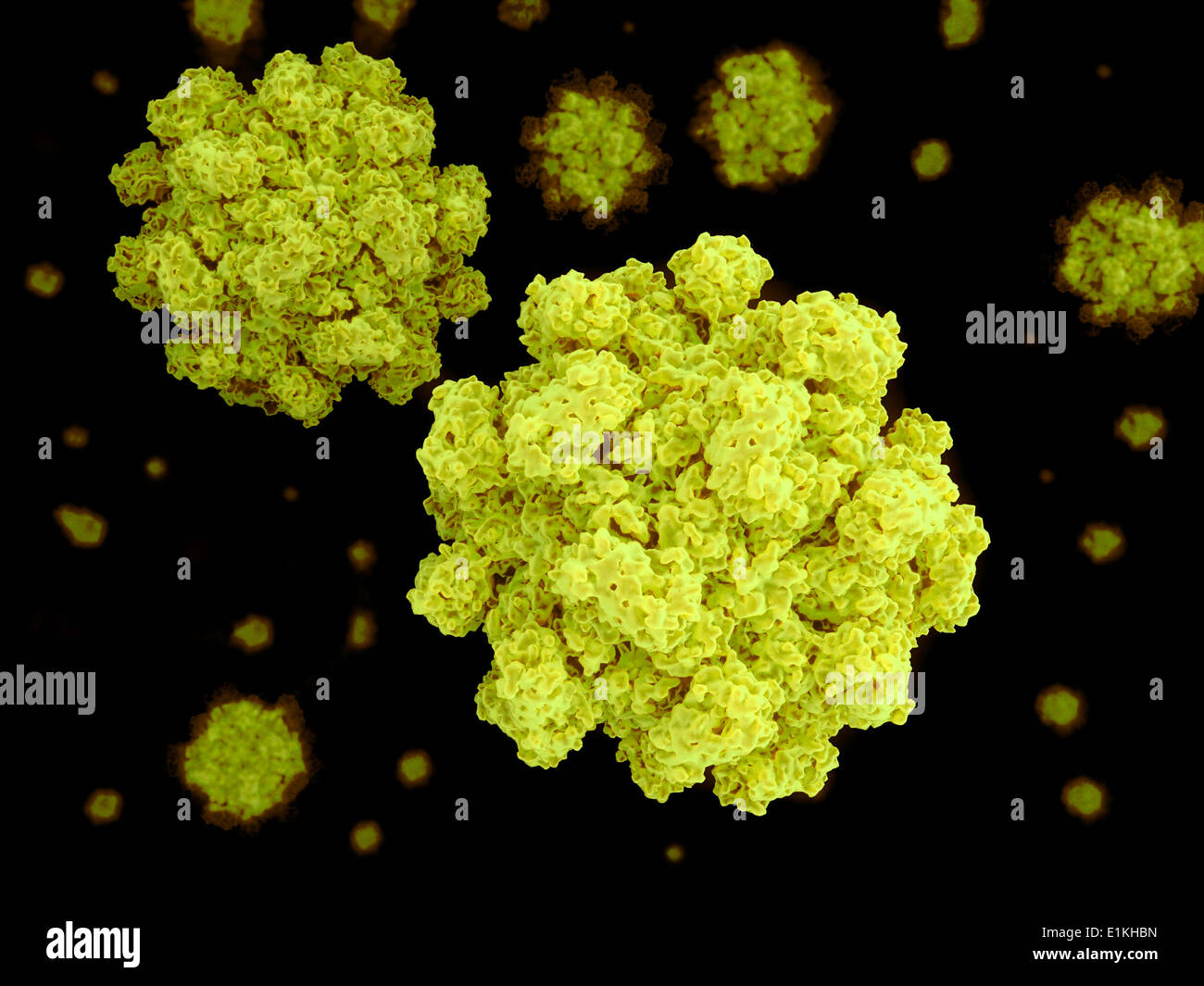 Illustrazione del norovirus. Foto Stock