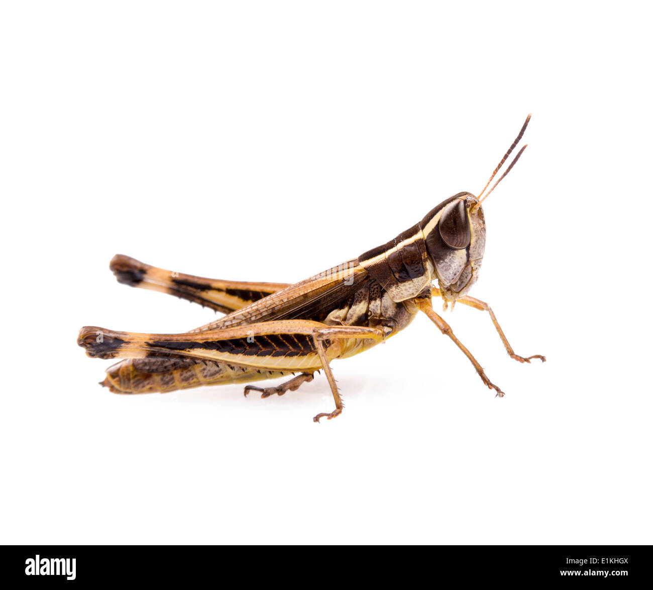 Grasshopper insetto isolato su uno sfondo bianco Foto Stock