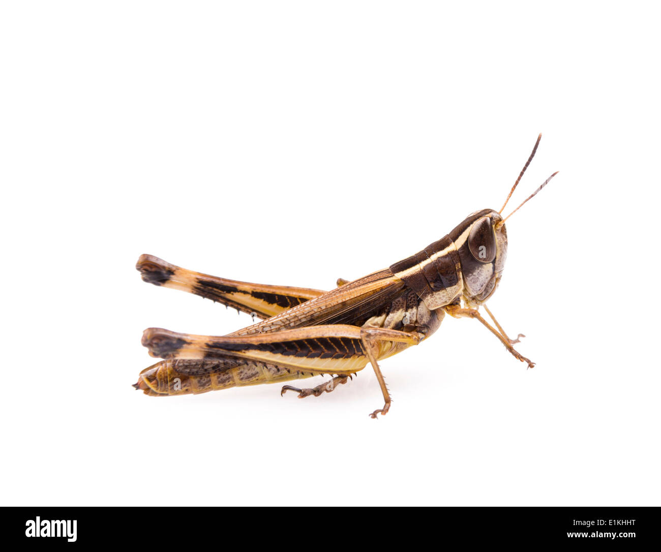 Grasshopper insetto isolato su uno sfondo bianco Foto Stock