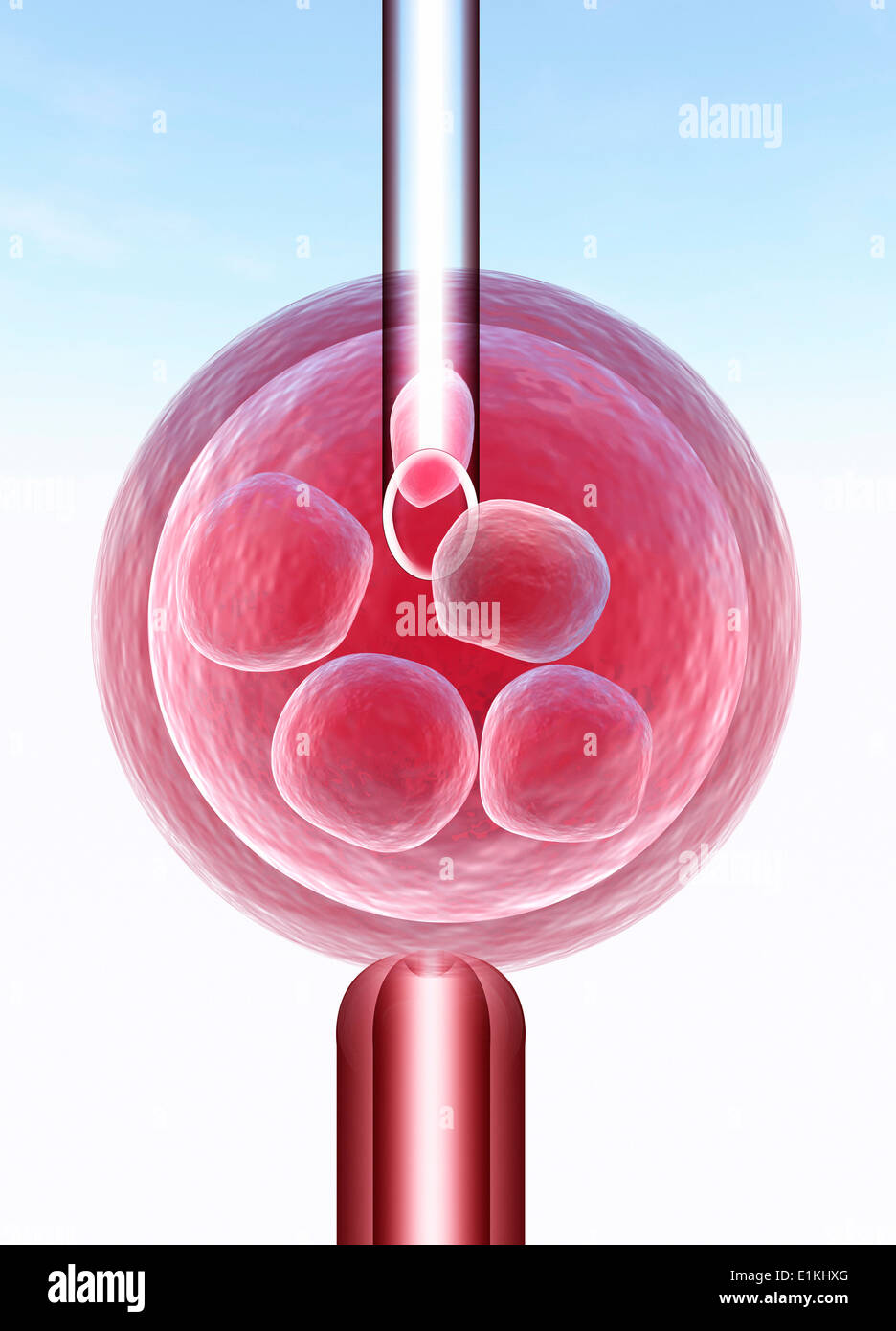 Illustrazione di fertilizzazione in vitro (IVF). Foto Stock