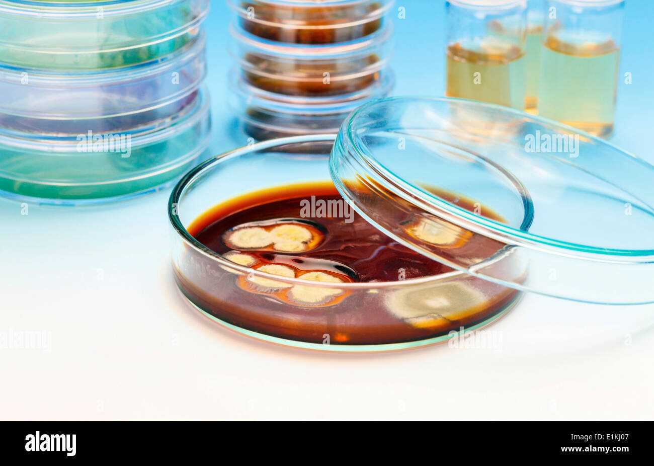 Capsule di Petri con campioni di colture biologiche. Foto Stock