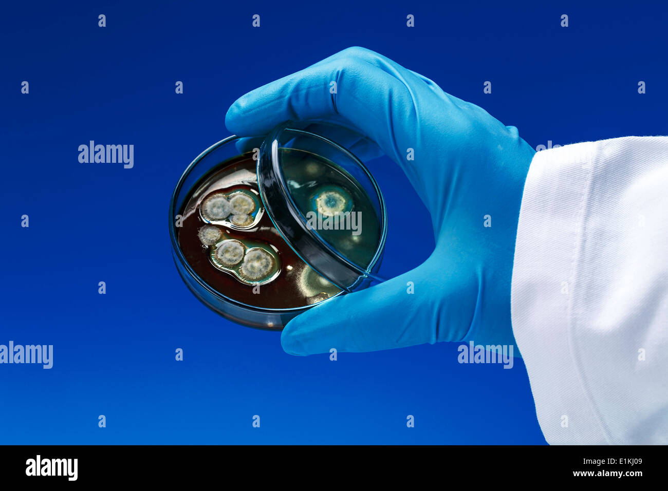 Persona in possesso di una piastra di petri con un campione di colture biologiche. Foto Stock