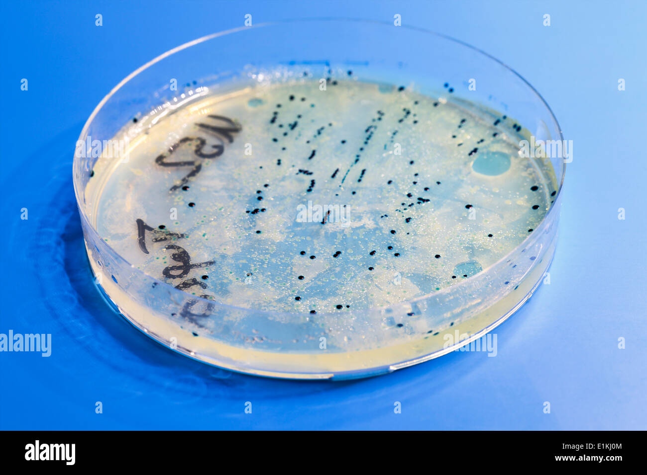 Piastra di Petri contro sfondo blu. Foto Stock