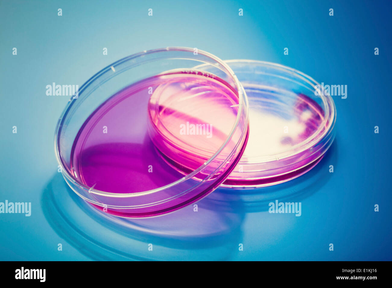 Piastre di Petri contro sfondo blu. Foto Stock
