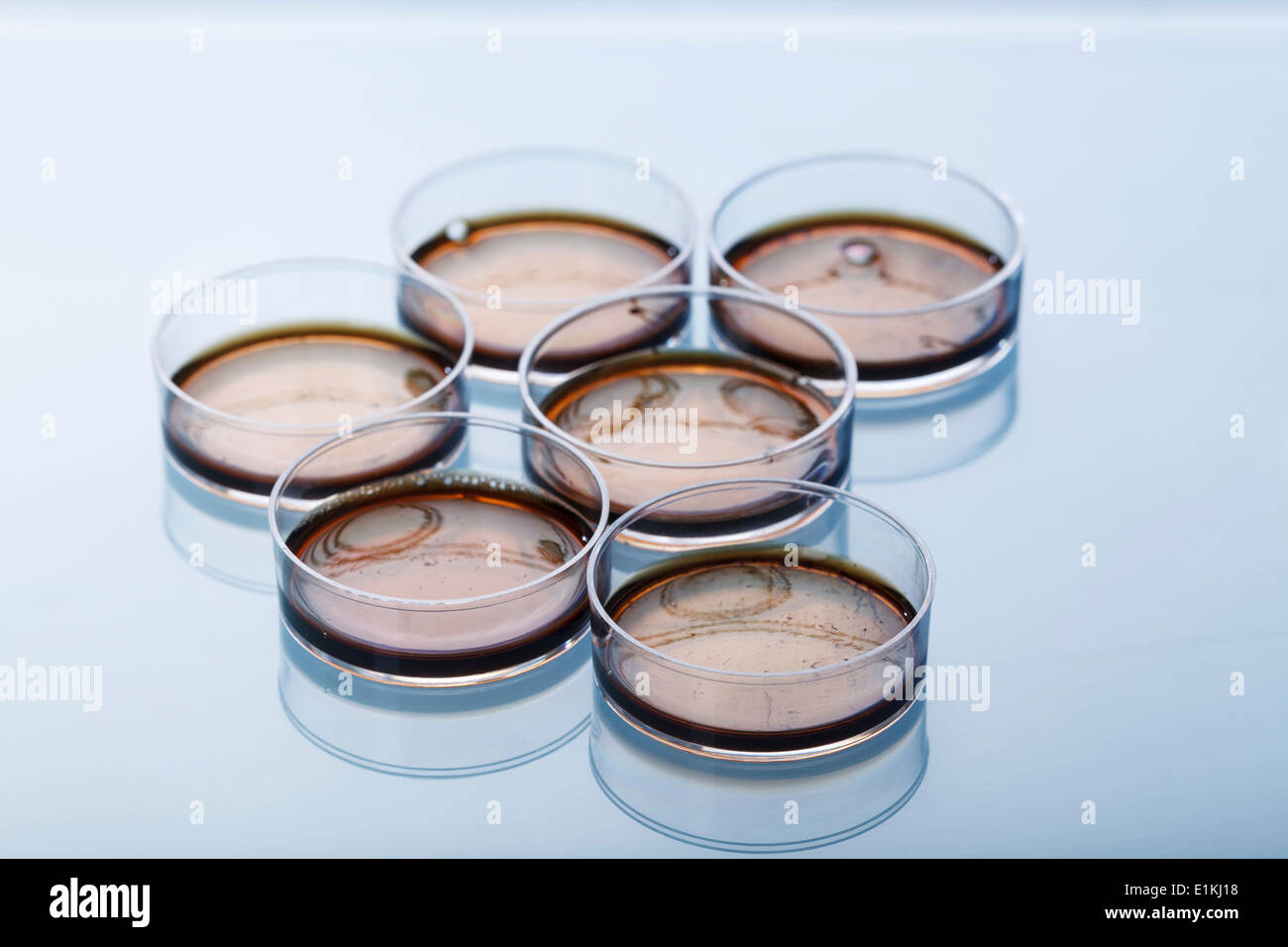Capsule di Petri con campioni biomedicali. Foto Stock