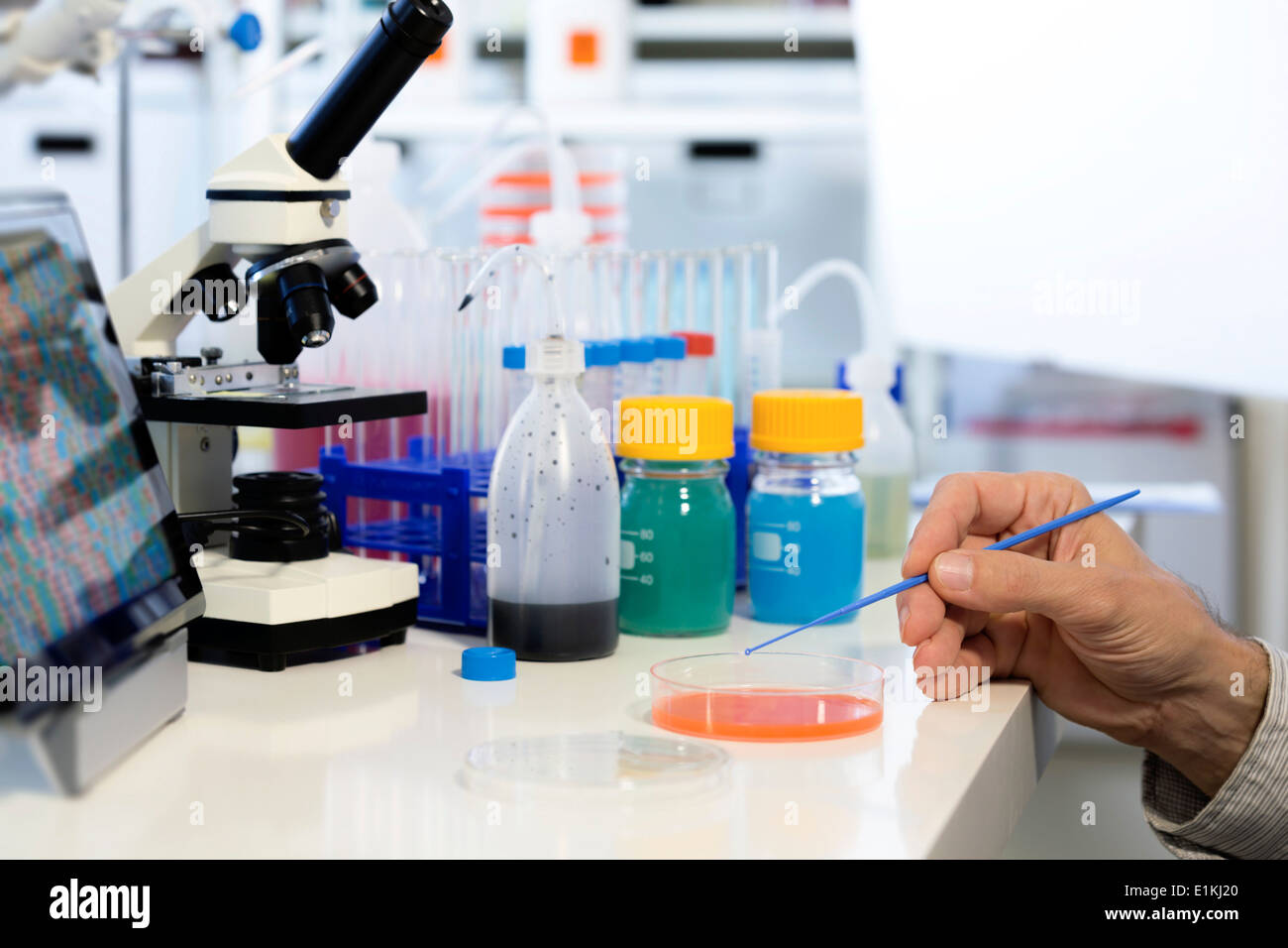 Scienziato verifica di campioni in una piastra di petri. Foto Stock