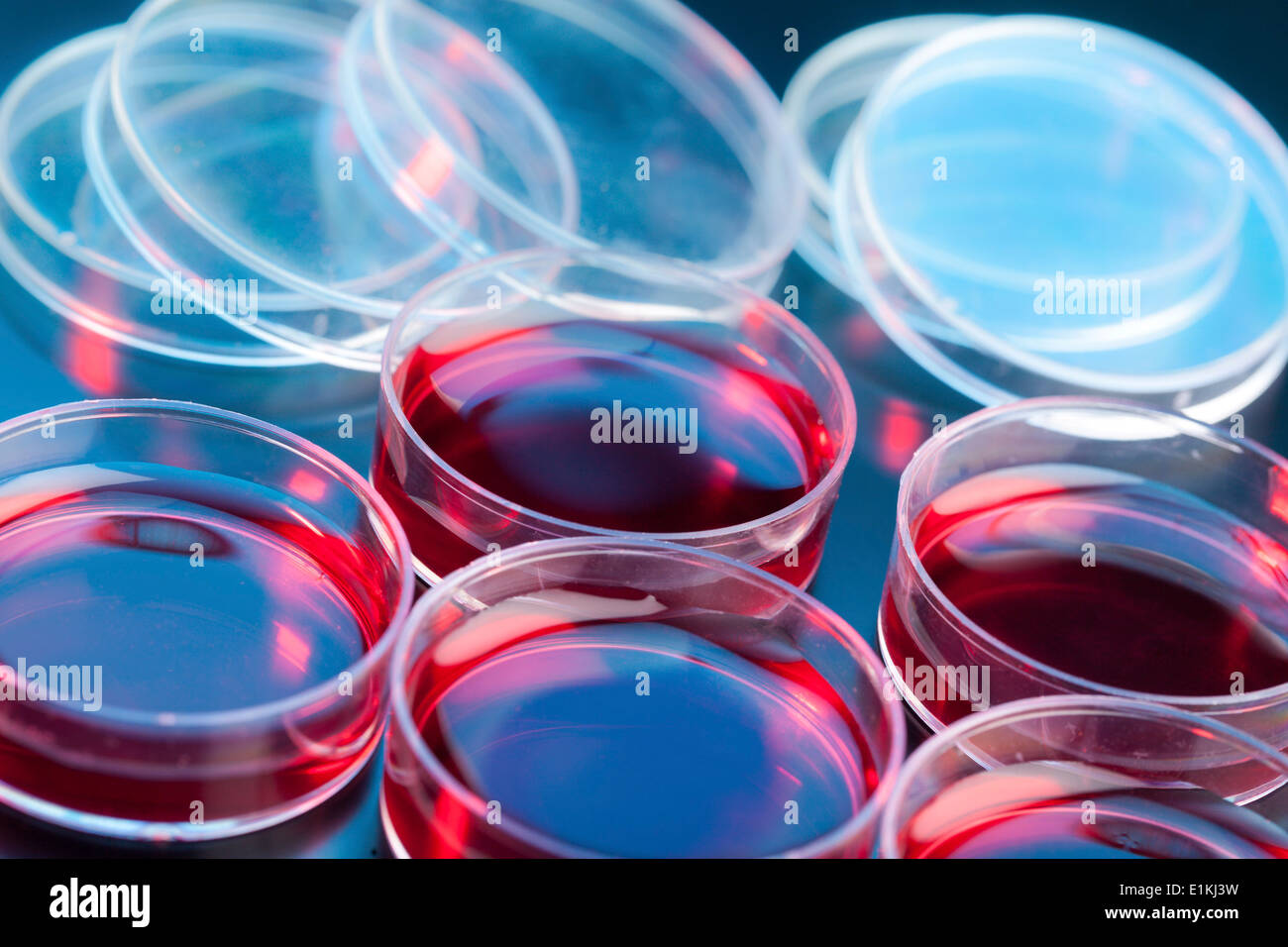 Capsule di Petri con i campioni biologici. Foto Stock