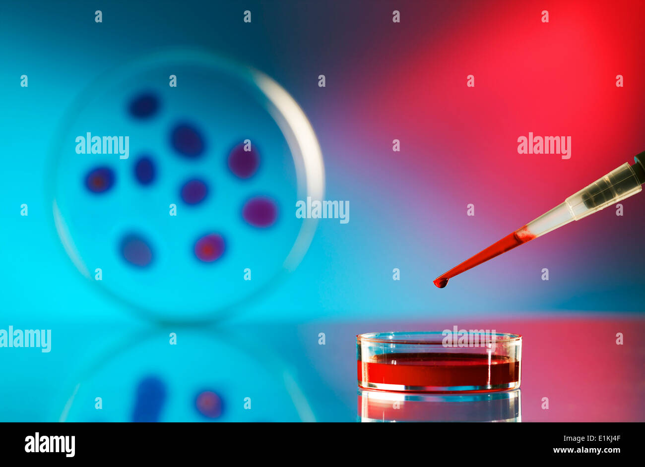 Pipetta e piastra di petri con campioni biomedicali. Foto Stock