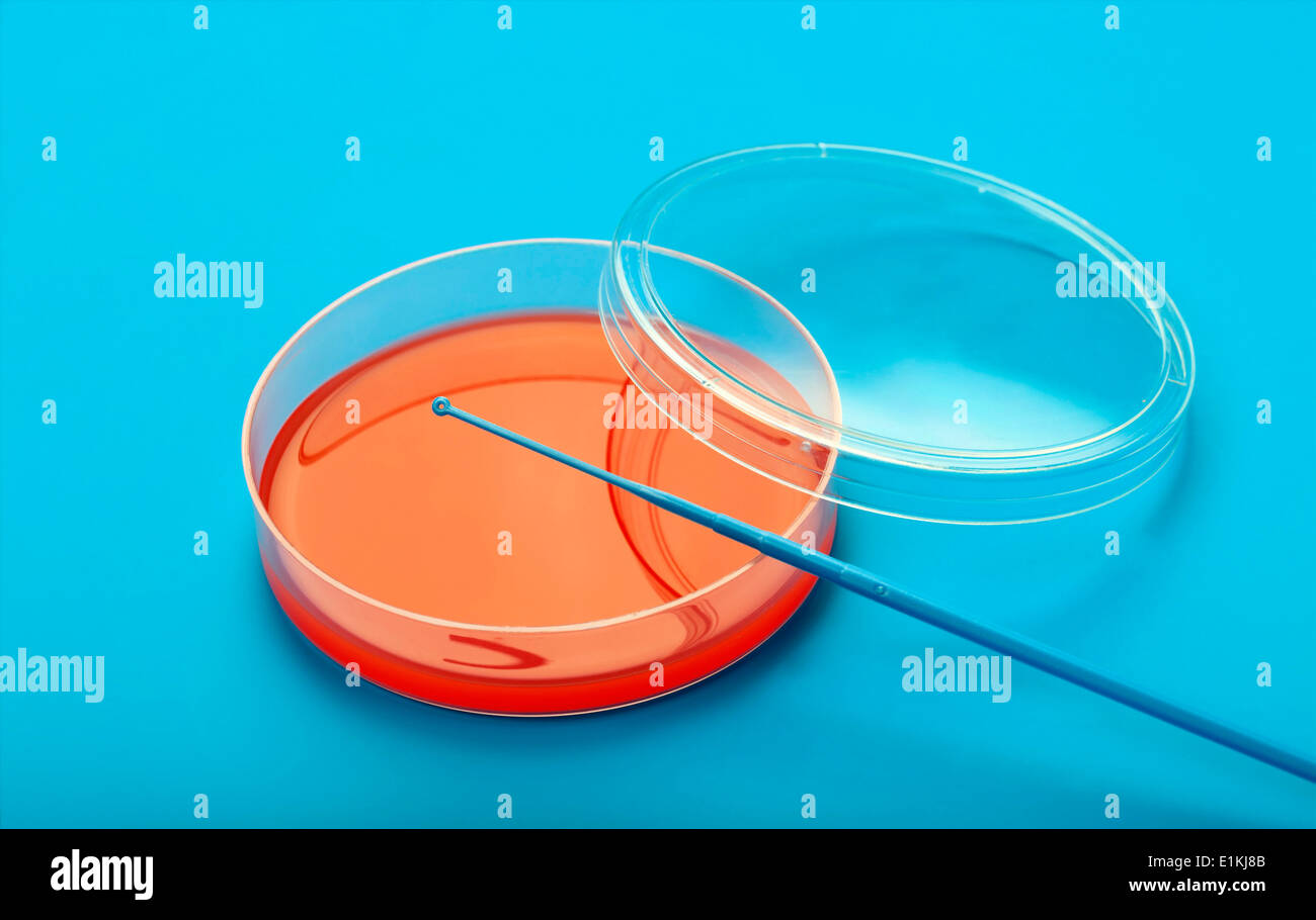Piastra di Petri e un raccoglitore cellulare contro uno sfondo blu. Foto Stock