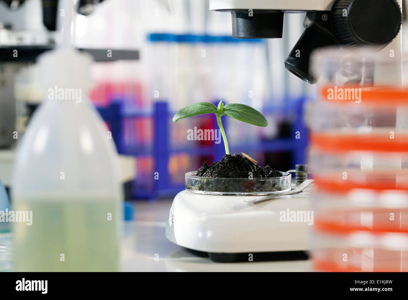 Piantina in una capsula di petri in un laboratorio. Foto Stock