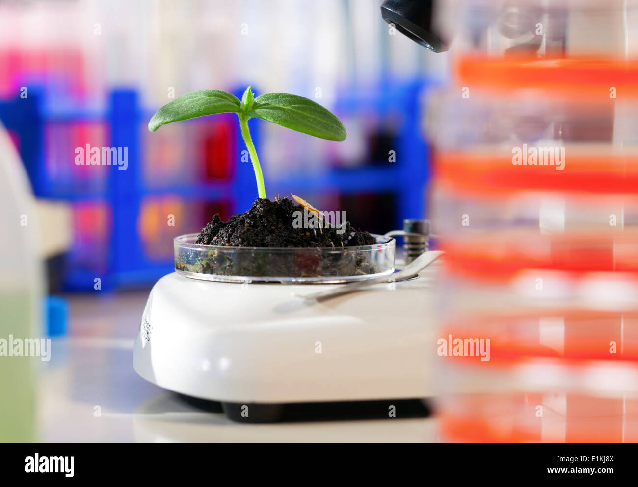 Piantina in una capsula di petri in un laboratorio. Foto Stock
