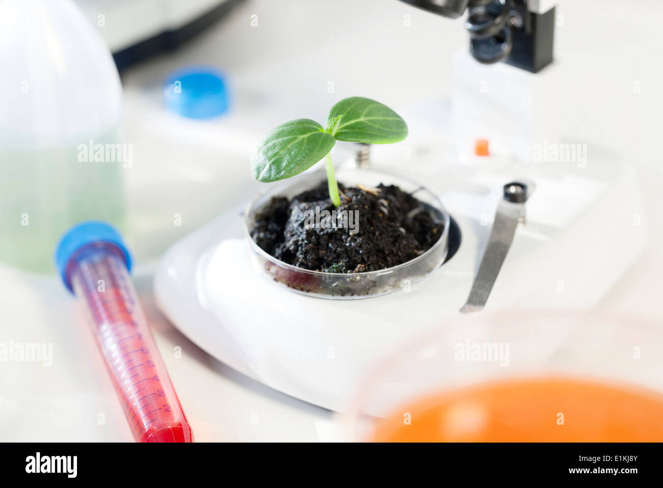Piantina in una capsula di petri in un laboratorio. Foto Stock