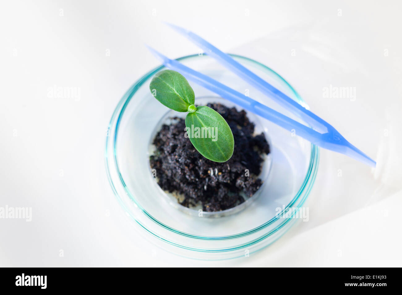 Piantina in una piastra di petri più da vicino. Foto Stock