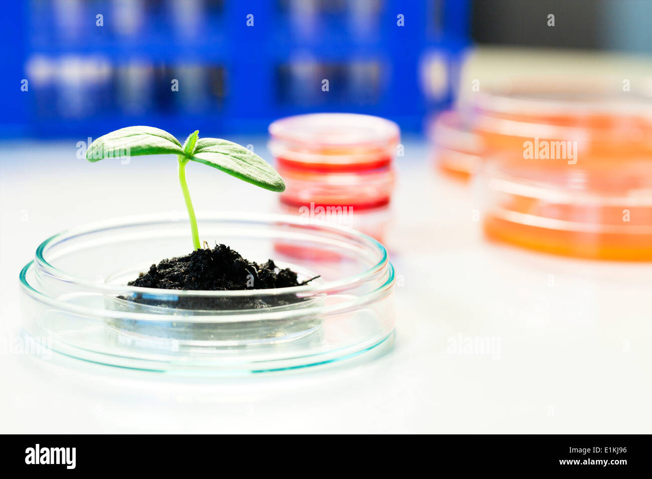 Piantina in una capsula di petri in un laboratorio. Foto Stock