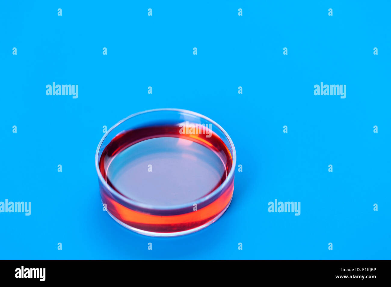 Piastra di Petri contro uno sfondo blu. Foto Stock