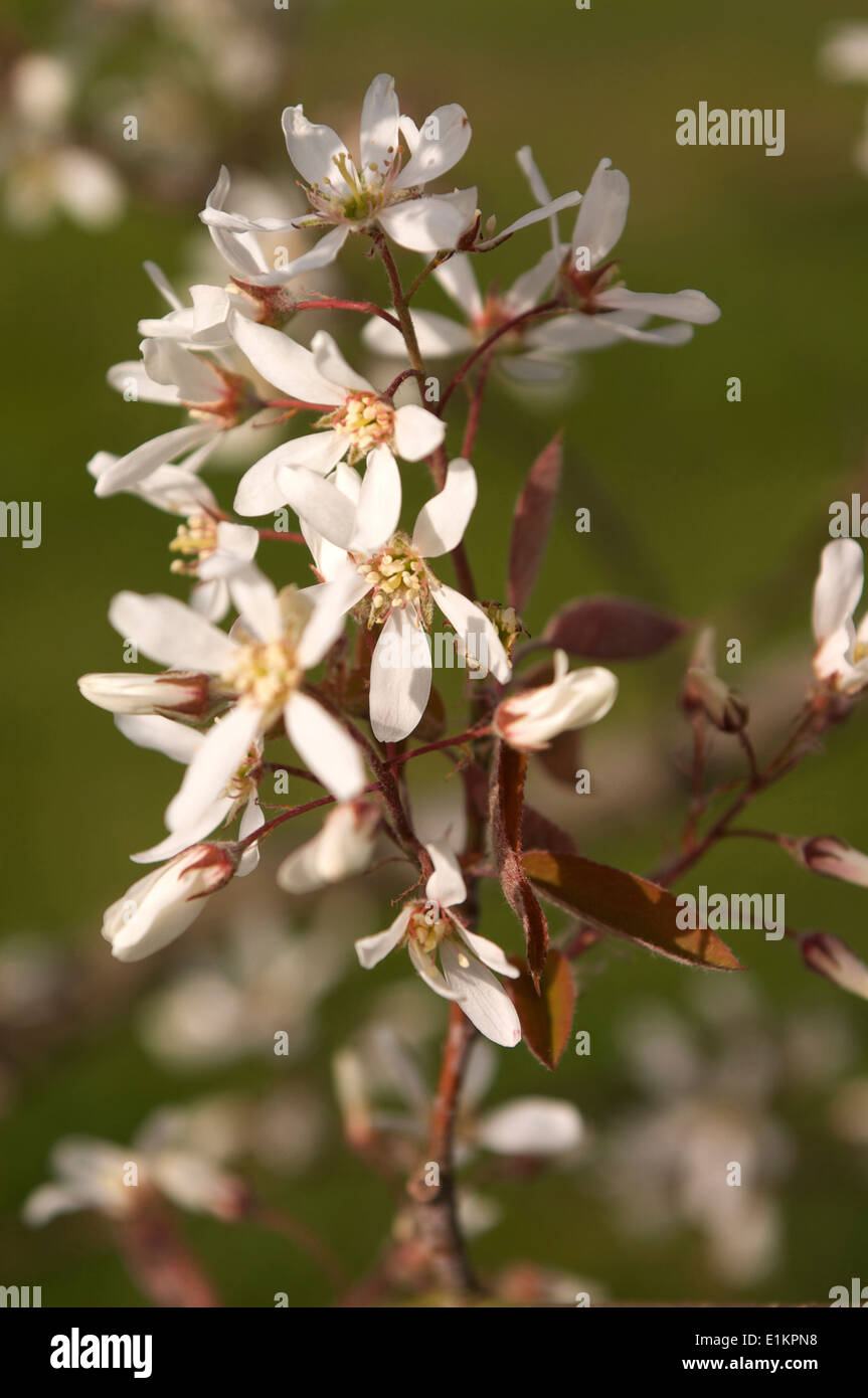 Dettaglio di Amelanchier lamarckii contro un morbido sfondo verde mostra anche le foglie bronzato. Foto Stock