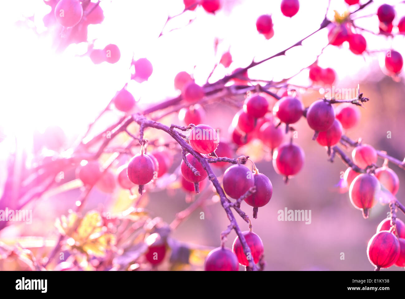 Uva Spina boccola con bacche mature (SHALLOW DOF). Tinta di colore viene aggiunto Foto Stock