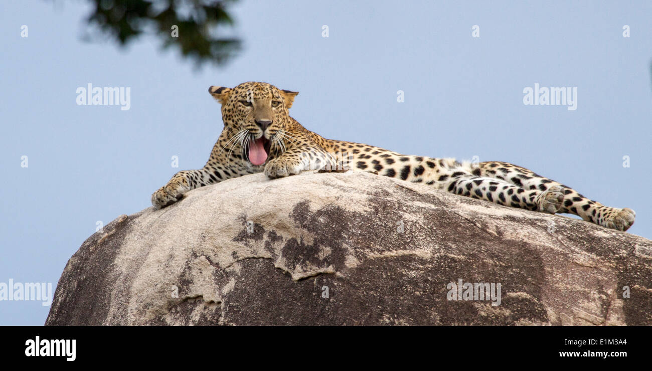 Un maschio di leopard posa disteso sulla sommità del leopard rock, testa e sbadigli, in yala national park, Sri lanka, asia Foto Stock