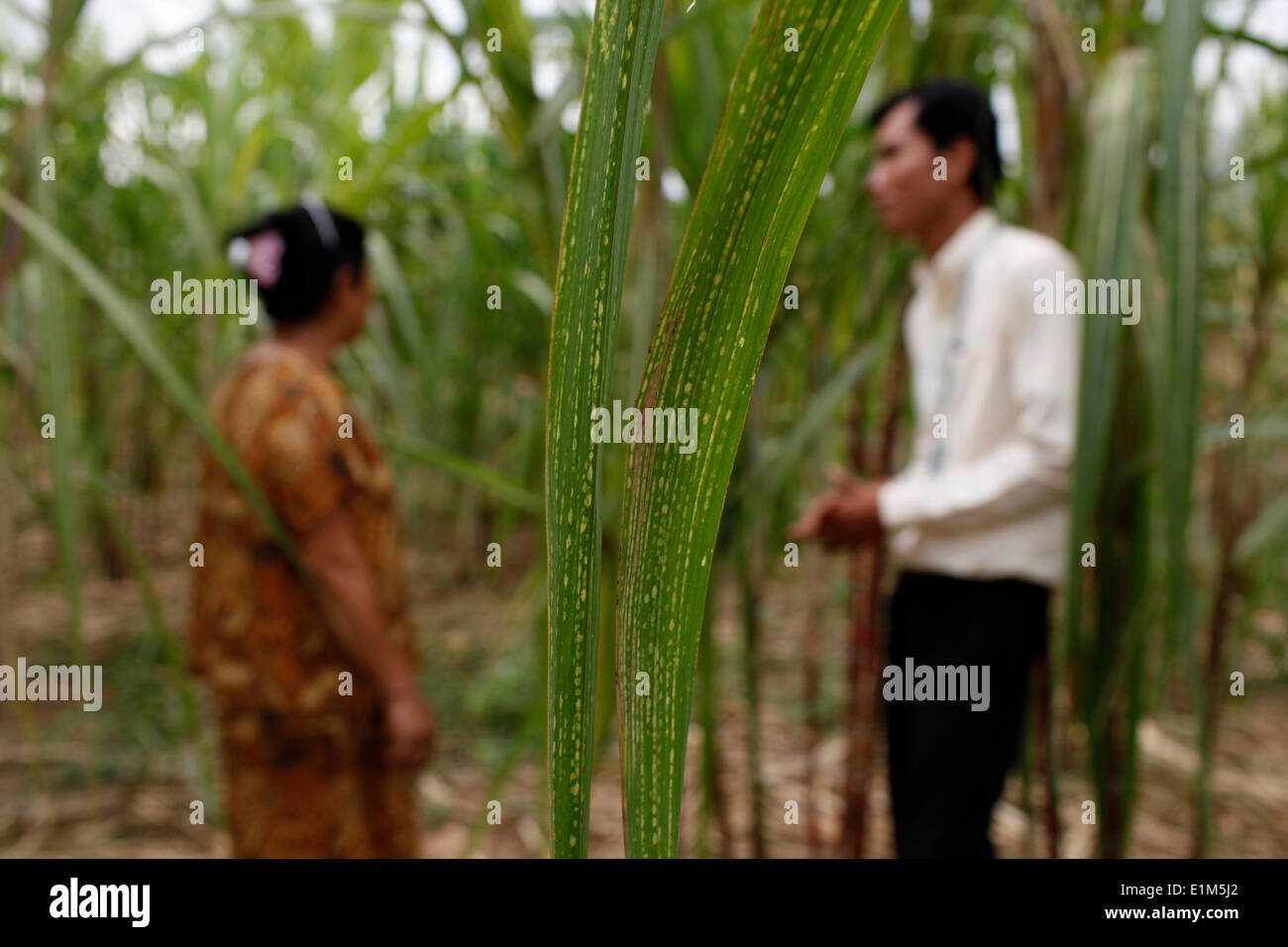 TPC client di microfinanza Le• Chun nella sua piantagione di canna da zucchero con prestito officer Vutha Maont Foto Stock
