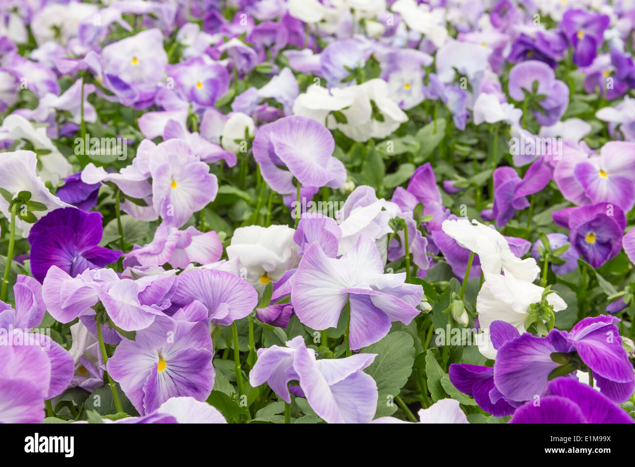 Campo dei fiori di viola mammola Foto Stock