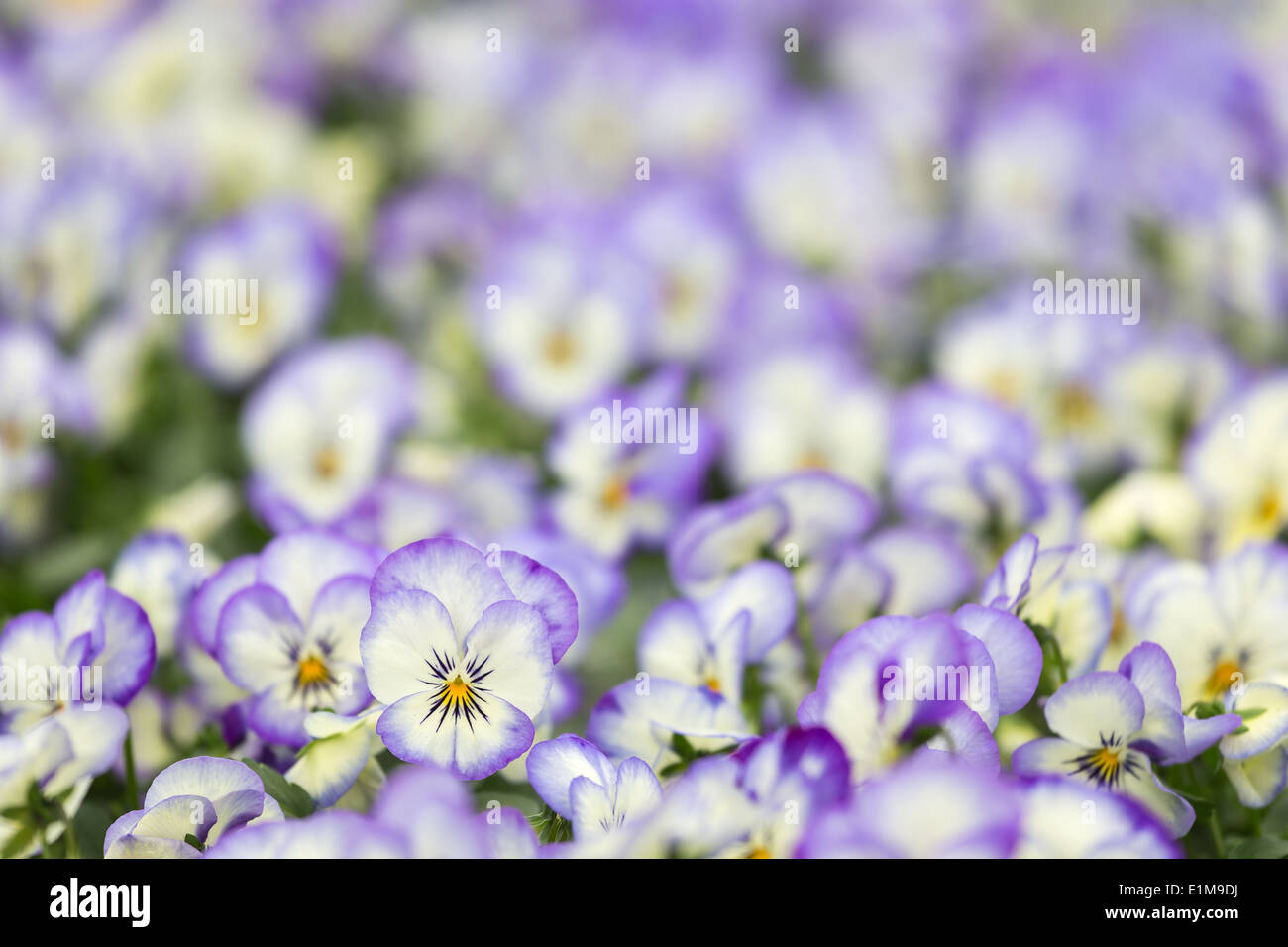 Campo di violette con il fuoco selettivo in corrispondenza di un fiore speciale Foto Stock
