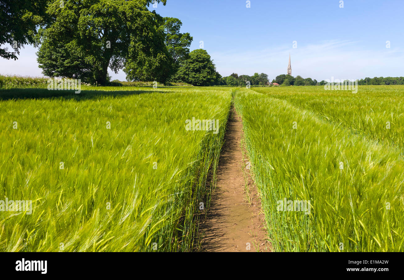 Campo di grano su un portare la mattina di primavera con la Chiesa di Santa Maria dell'orizzonte nel villaggio del sud di Dalton, Yorkshire. Foto Stock
