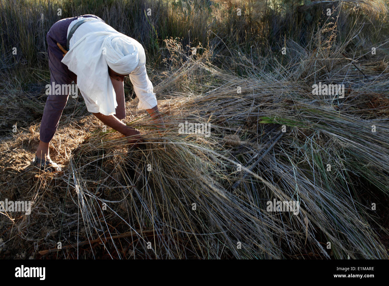 L'agricoltore tunisino sul lavoro Foto Stock