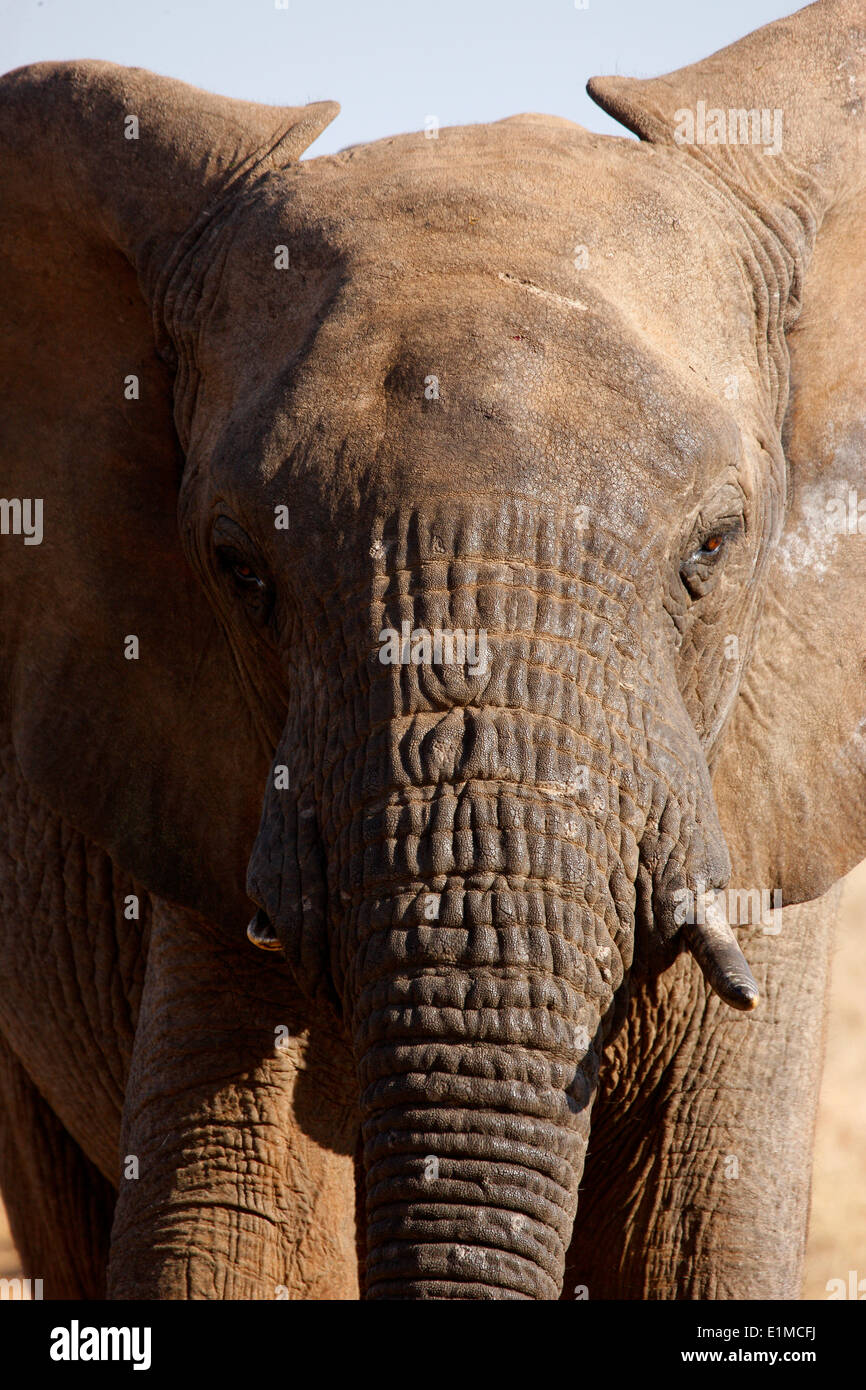 Madikwe Game Reserve. Safari. Elefante africano. Foto Stock