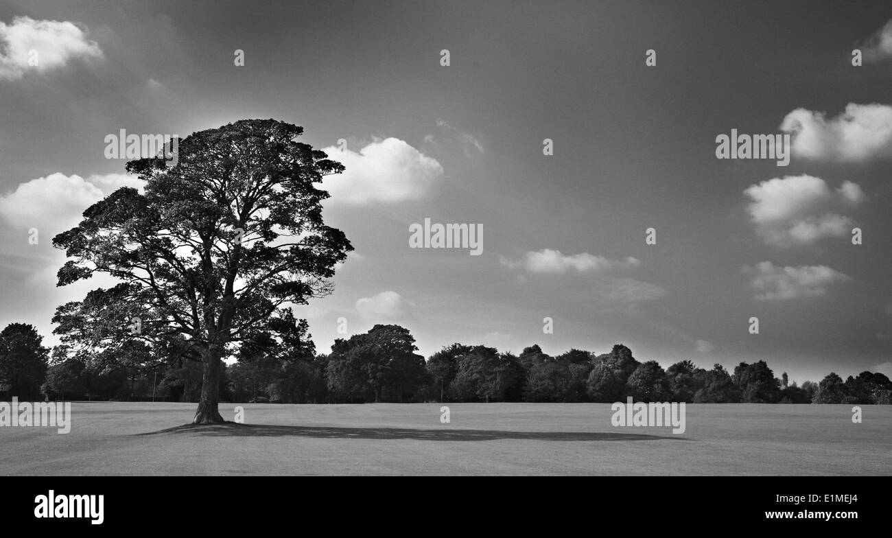 Black & White immagine del grande albero di quercia con lunga ombra. Prese con ben circostante il taglio di erba. Cielo con nuvole bianche. Foto Stock