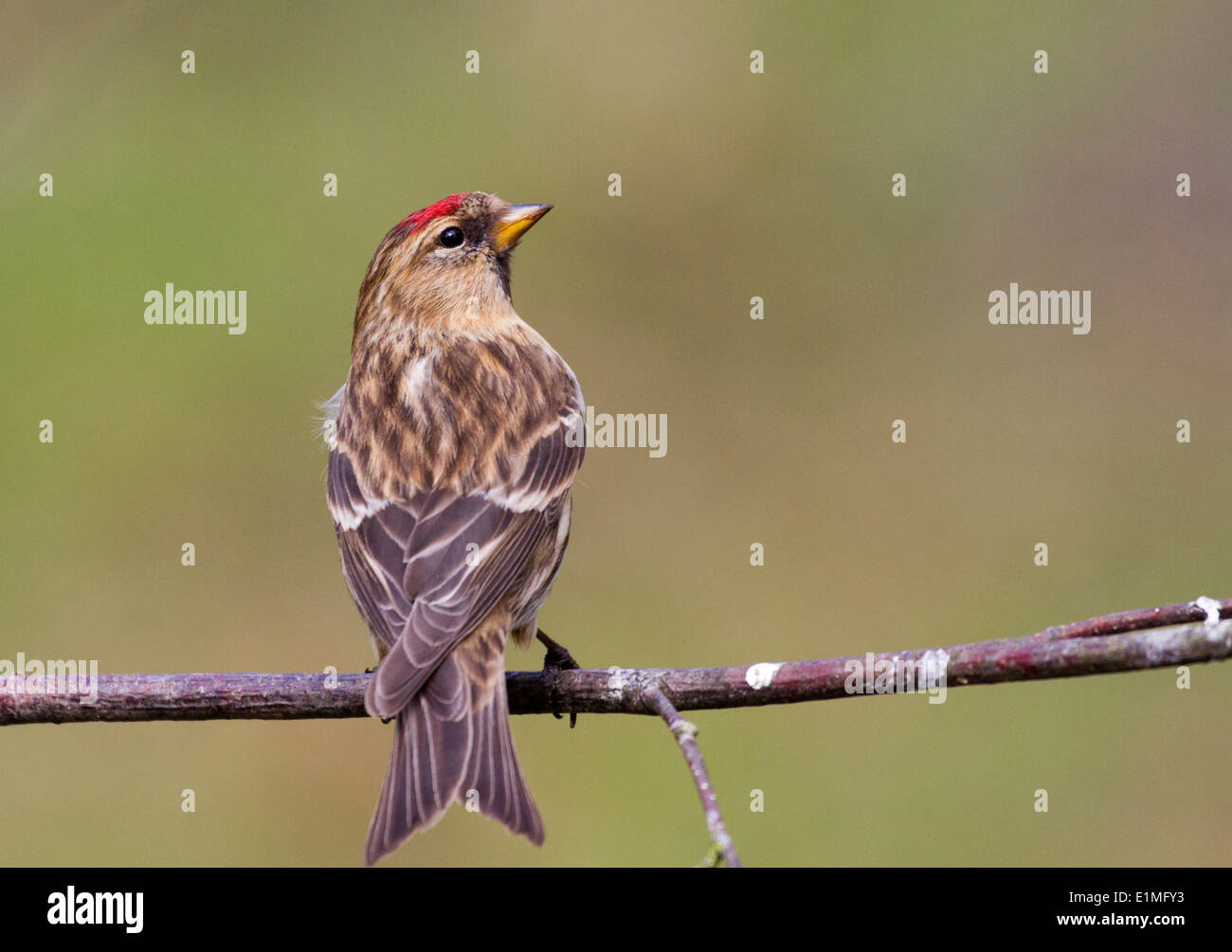 Redpoll (Carduelis flammea) closeup su un ramo Foto Stock