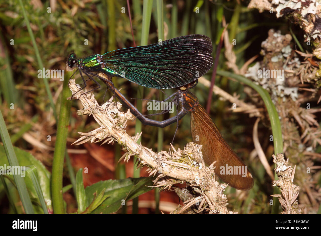 Belle demoiselle damselfly (Calopteryx virgo), coniugata coppia con maschio femmina di copertura della testa, REGNO UNITO Foto Stock