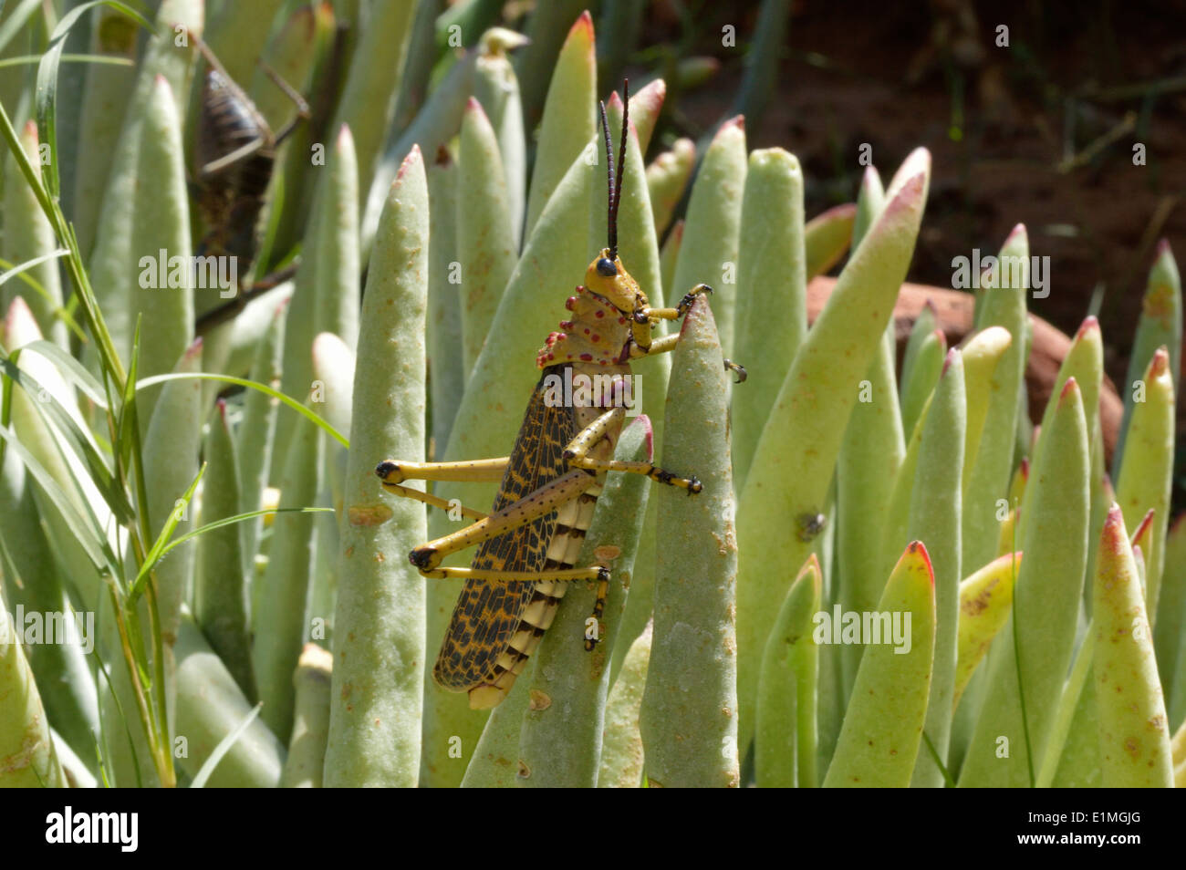 Boccola marrone cavalletta (Phymateus baccatus: Pyrgomorphida) schiumatura / Gomma grasshopper, Namibia Foto Stock