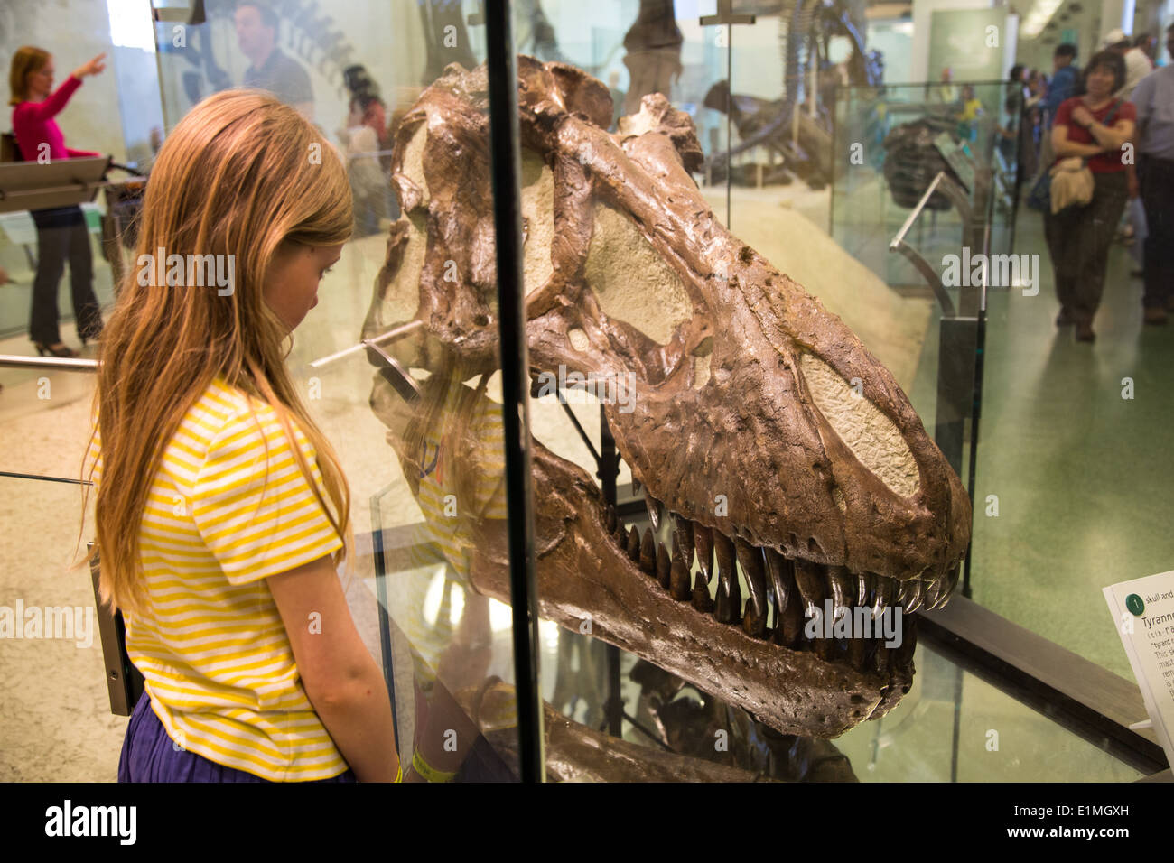 Il Museo Americano di Storia Naturale di New York City Foto Stock