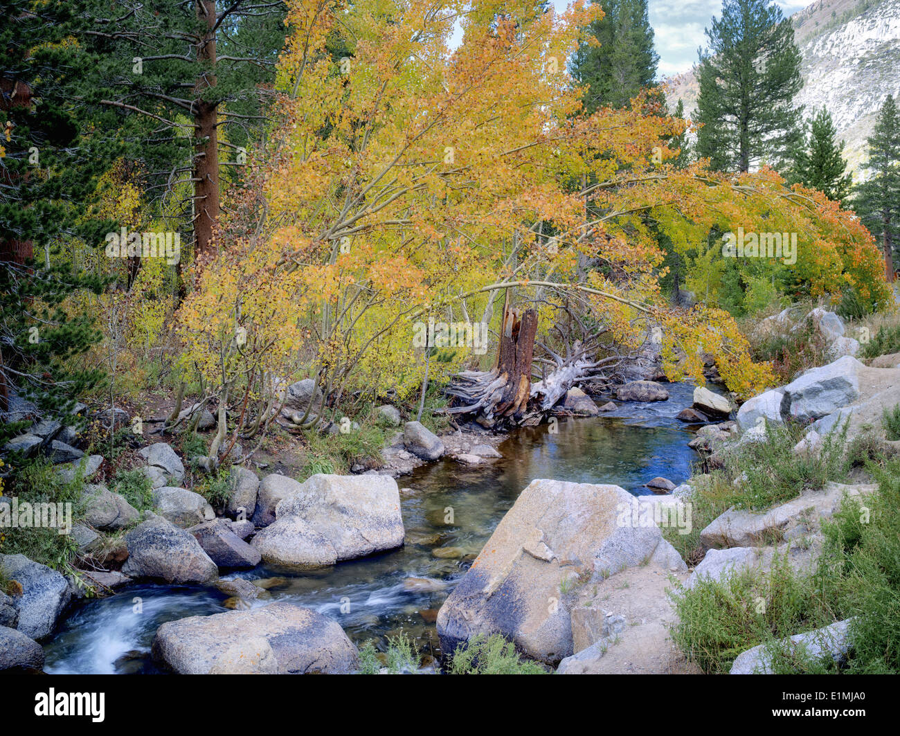 Colore di autunno aspen alberi lungo il vescovo Creek. Sierra Nevada, in California Foto Stock