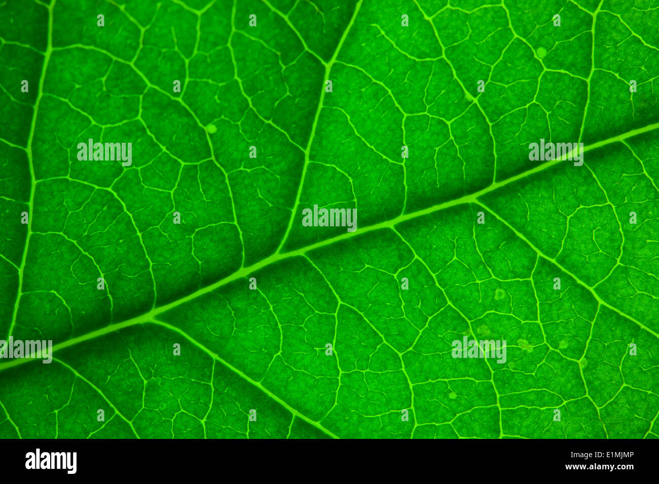 Foglia verde macro. Foto Stock