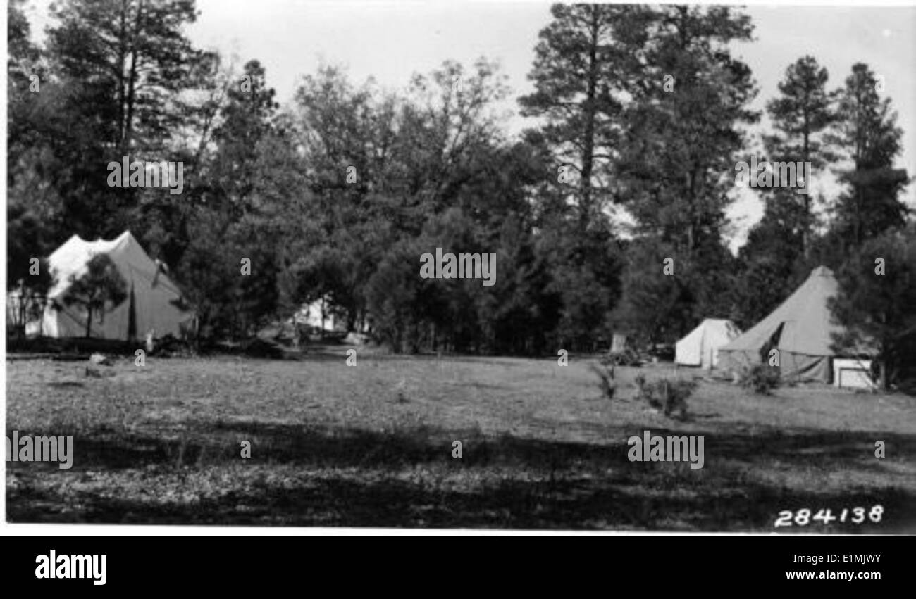 Un'immagine in bianco e nero di alberi boschivi, che mostra i dettagli intricati dei tronchi e dei rami, evidenziando la struttura e la diversità degli ecosistemi forestali. Foto Stock