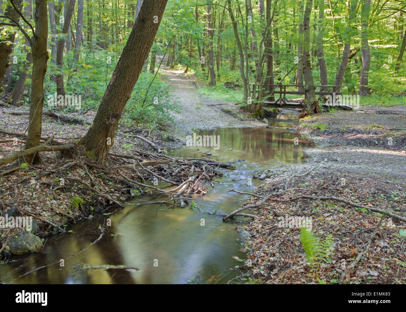 Modo e piccolo ponte nella foresta di primavera in poco Carpatian - Slovacchia Foto Stock