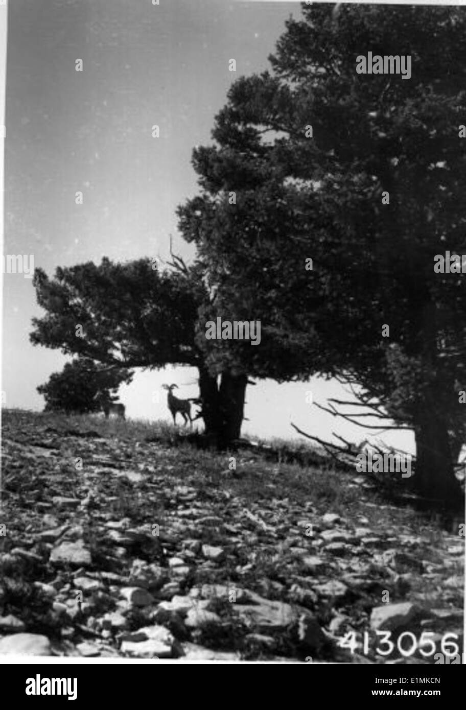 Un'immagine in bianco e nero raffigurante pecore delle Montagne Rocciose in mezzo a un paesaggio con alberi. Questi animali sono noti per le loro imponenti corna e vivono in aspri terreni di montagna, spesso visti in regioni aride e habitat montani. Foto Stock