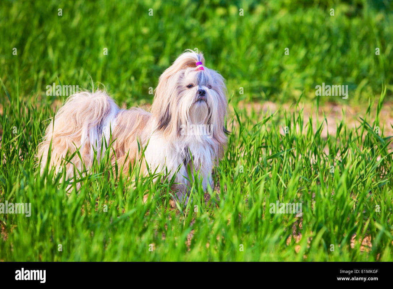 Shih tzu cane sull'erba. Foto Stock