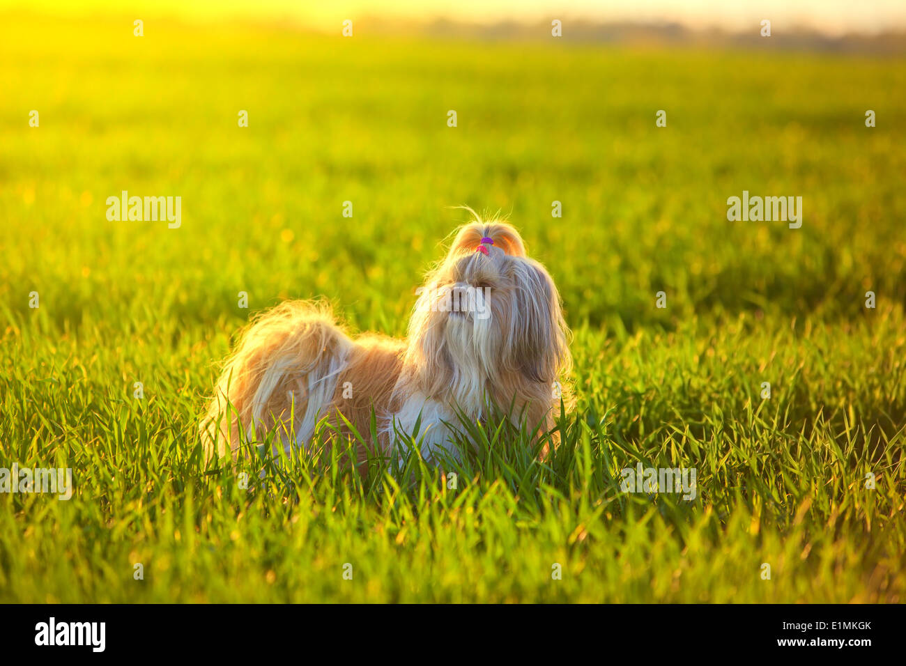 Shih tzu cane su erba alla luce del tramonto. Foto Stock