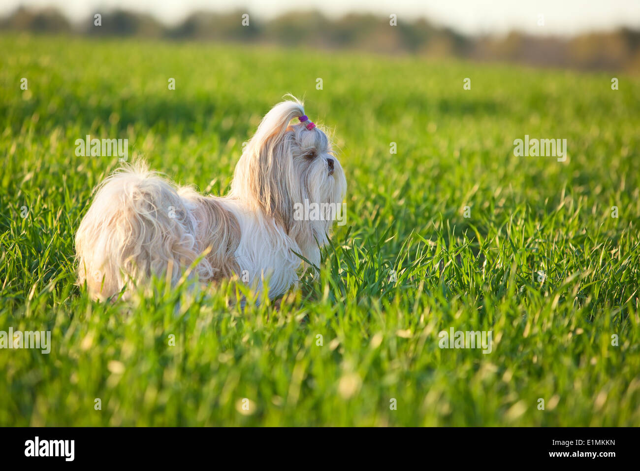 Shih tzu cane sull'erba. Foto Stock