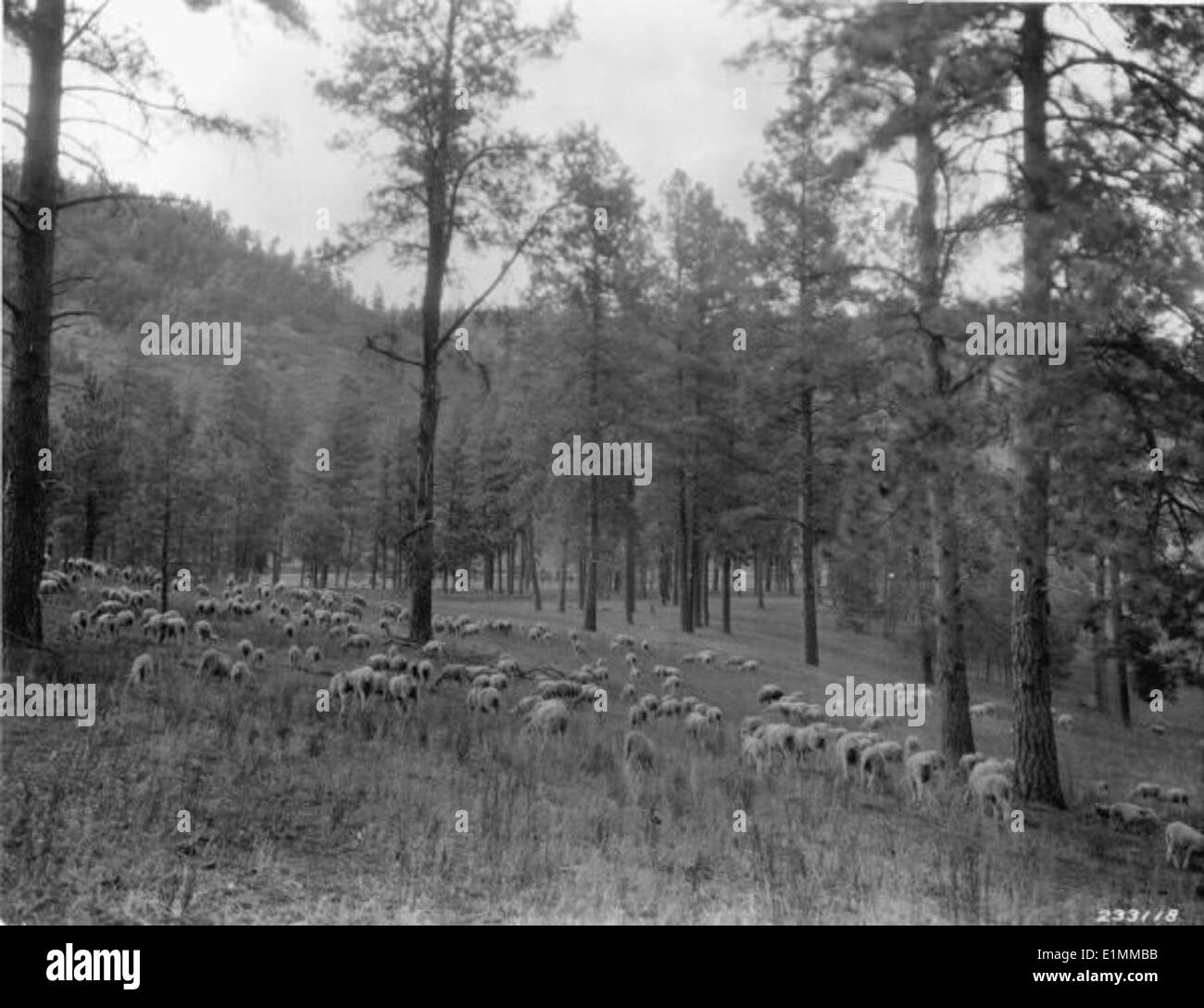 Una storica fotografia in bianco e nero raffigurante pecore che pascolano in un'area boschiva, con alberi sullo sfondo. Questa immagine cattura l'uso rurale e agricolo della terra nella Lincoln National Forest. Foto Stock